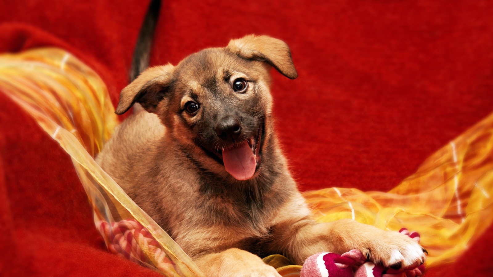 Маленький забавный щенок с высунутым языком