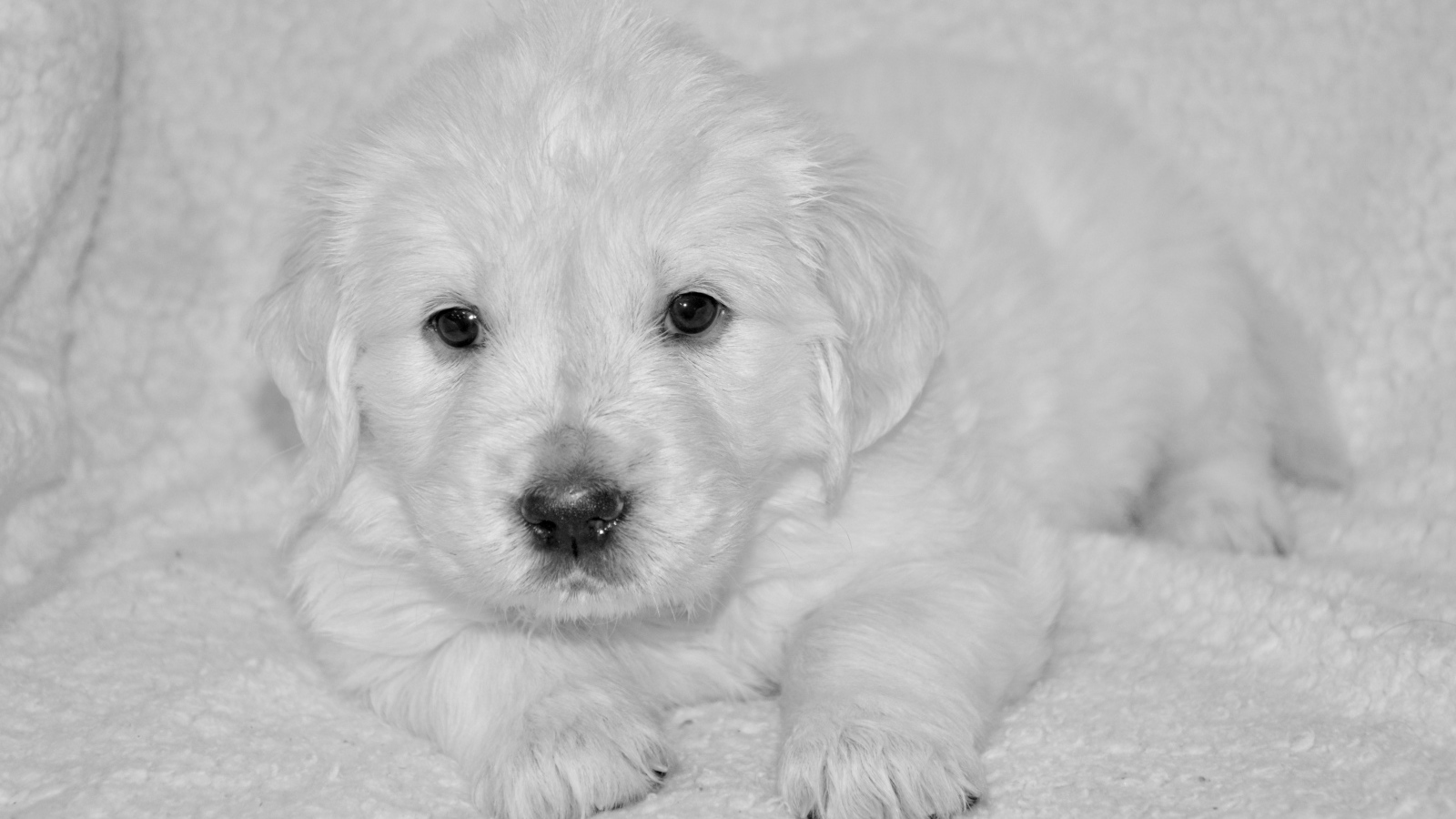 Маленький щенок золотистого ретривера черно белое фото 