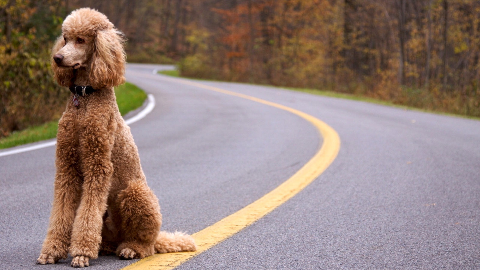 Пудель сидит на дороге