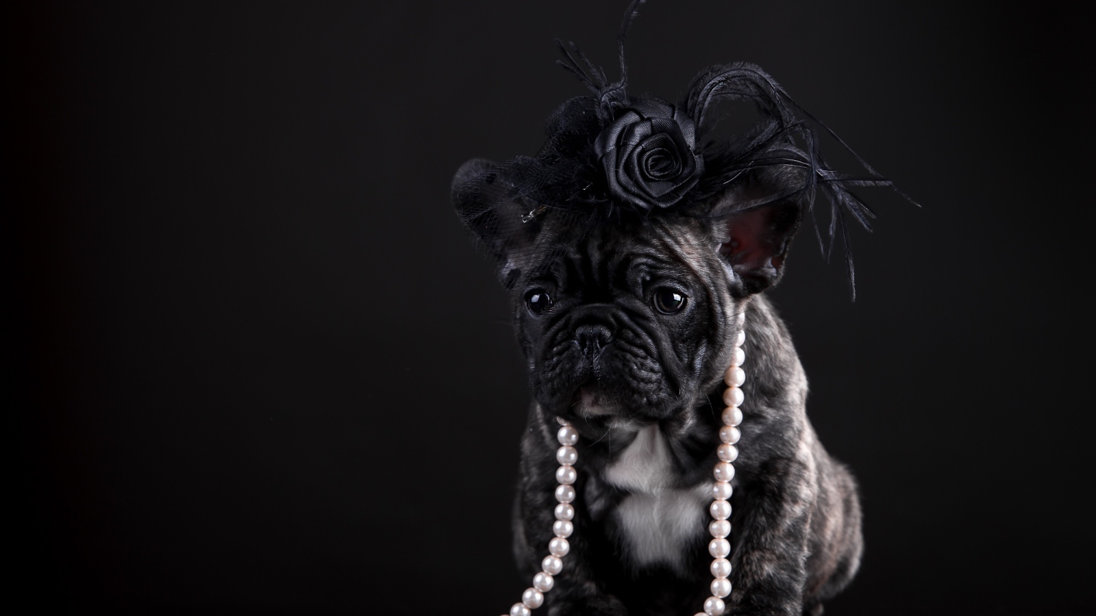 Щенок французского бульдога в бусах и шляпке