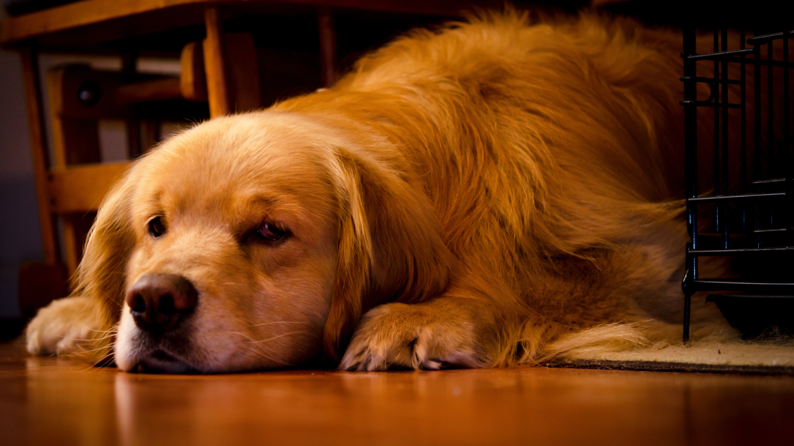 Грустный золотистый ретривер лежит под столом