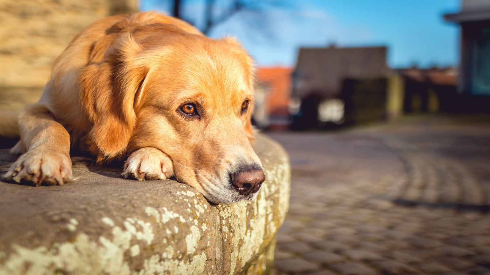 Грустный рыжий пес лежит у дороги