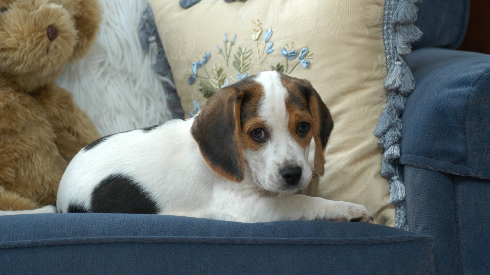 Маленький щенок бигль  лежит на диване с подушками