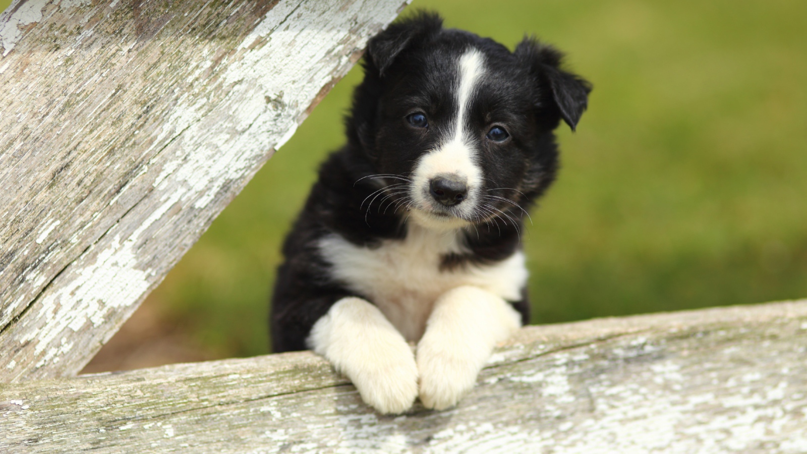 Маленький черно-белый щенок бордер-колли