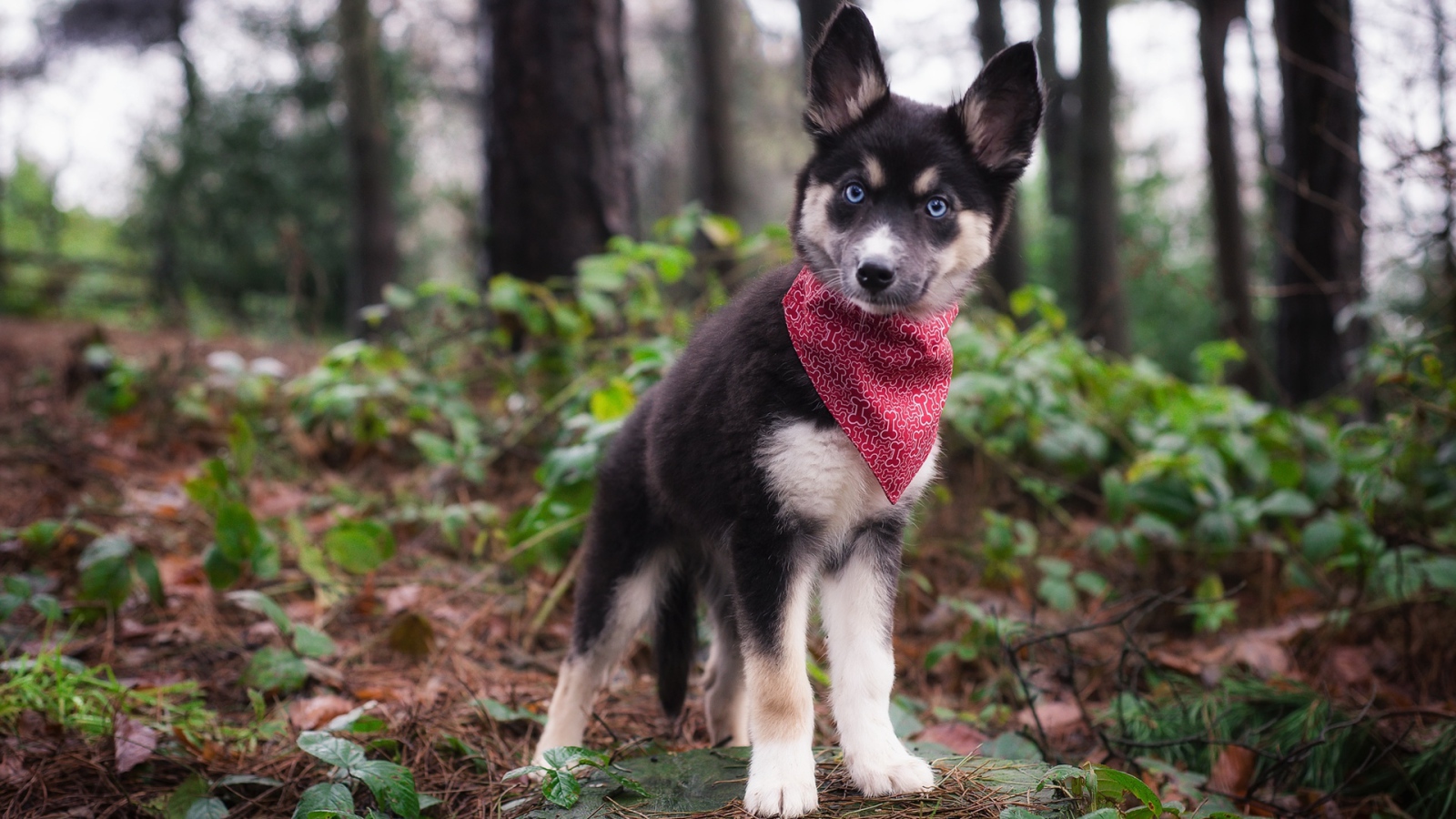 Маленький голубоглазый щенок с платком на шее в лесу 