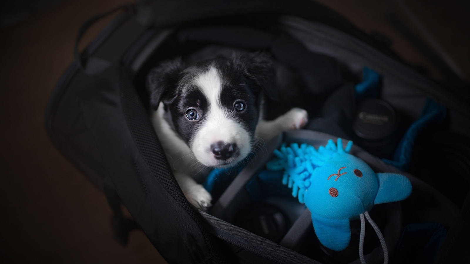 Маленький щенок сидит в сумке 