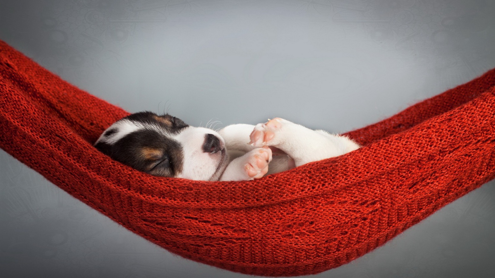 Маленький щенок спит в гамаке на сером фоне