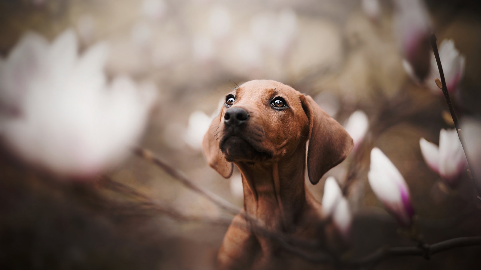 Маленькая грустная такса в розовых цветах