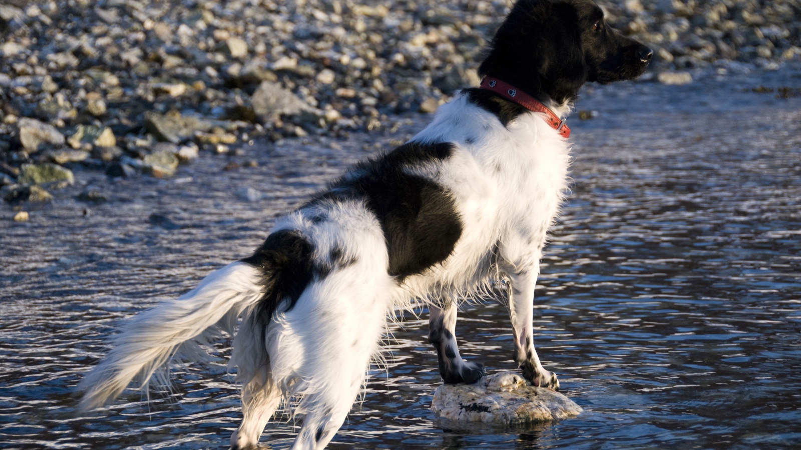 Охотничья собака породы стабихун стоит в воде