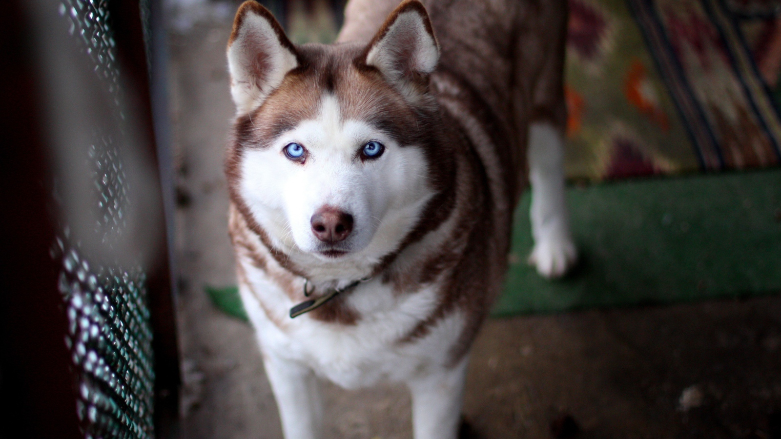 Красивый голубоглазый хаски
