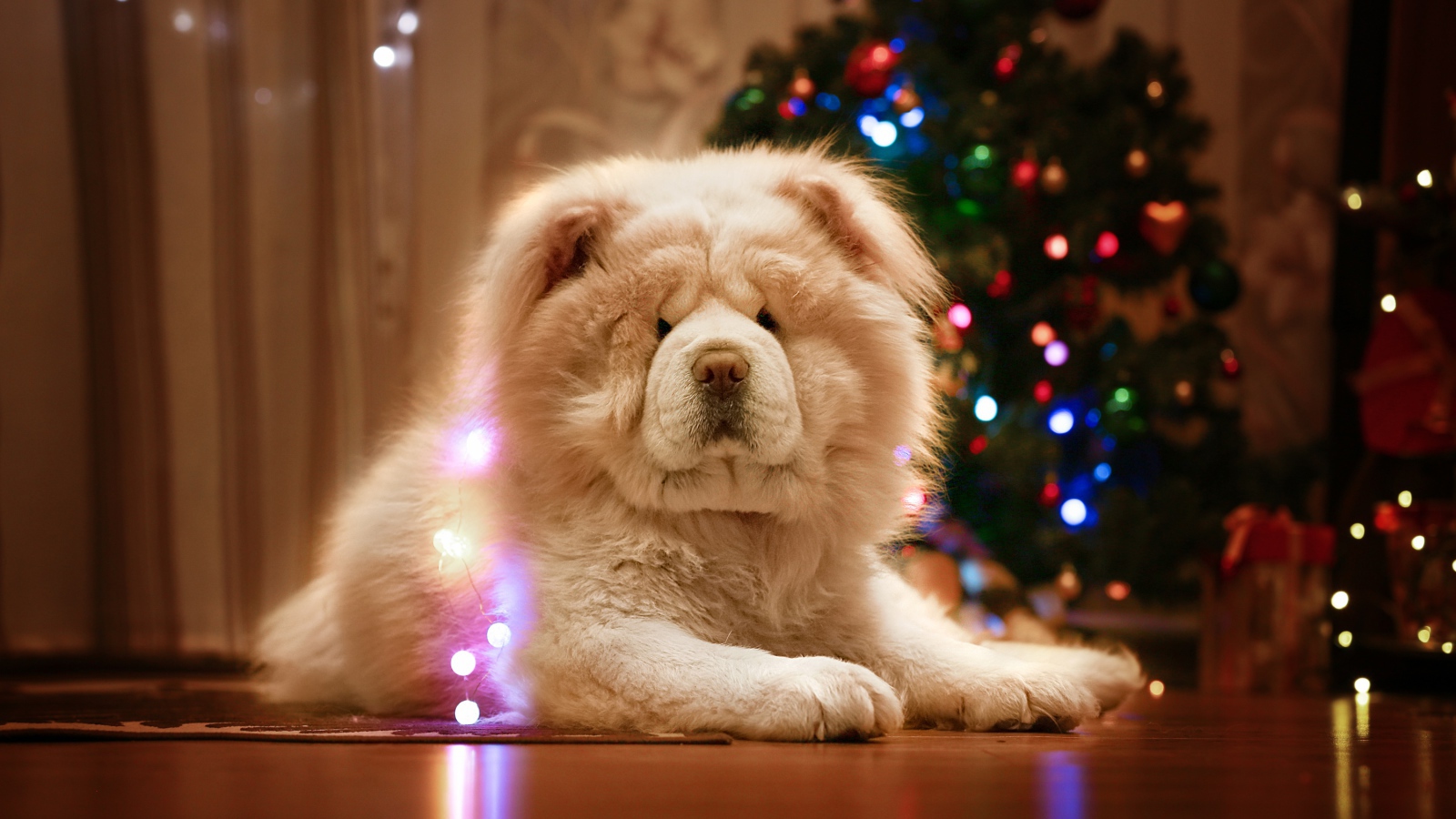 Большой красивый пес породы чау чау