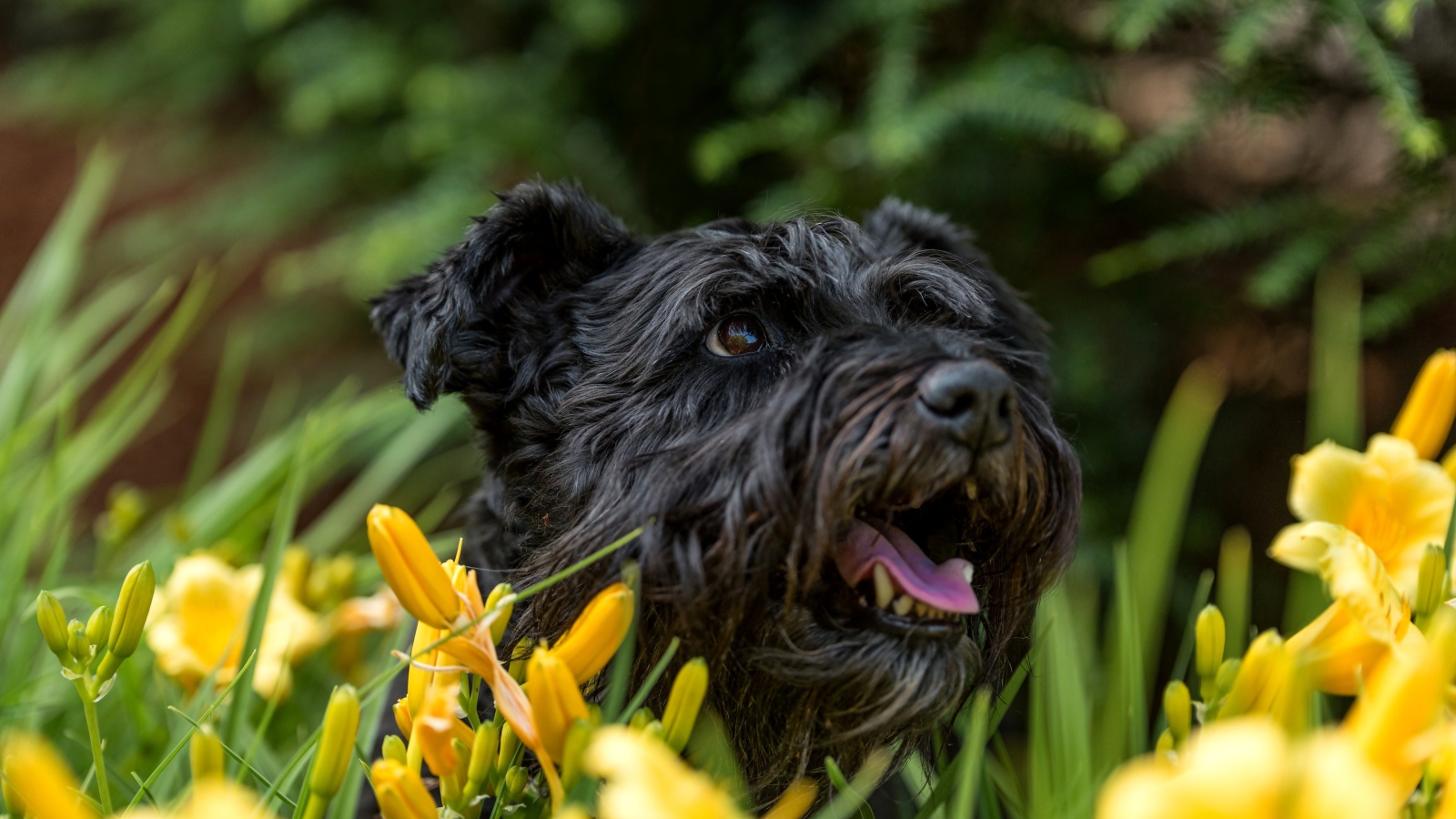 Черный лохматый пес сидит в желтых лилиях