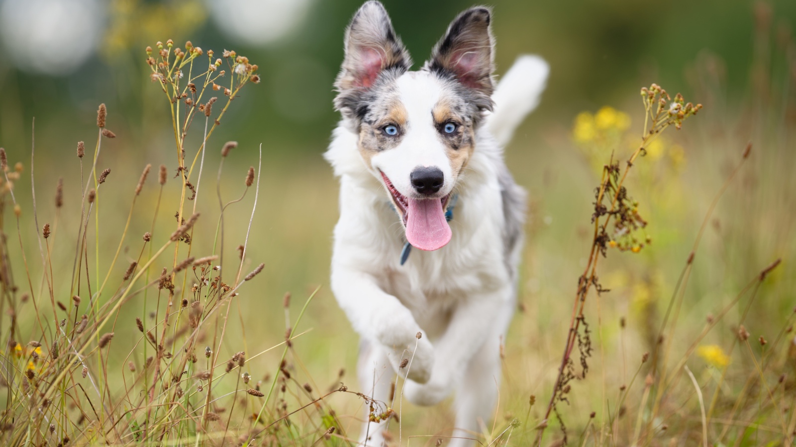 Голубоглазая собака породы бордер колли с высунутым языком бежит по траве