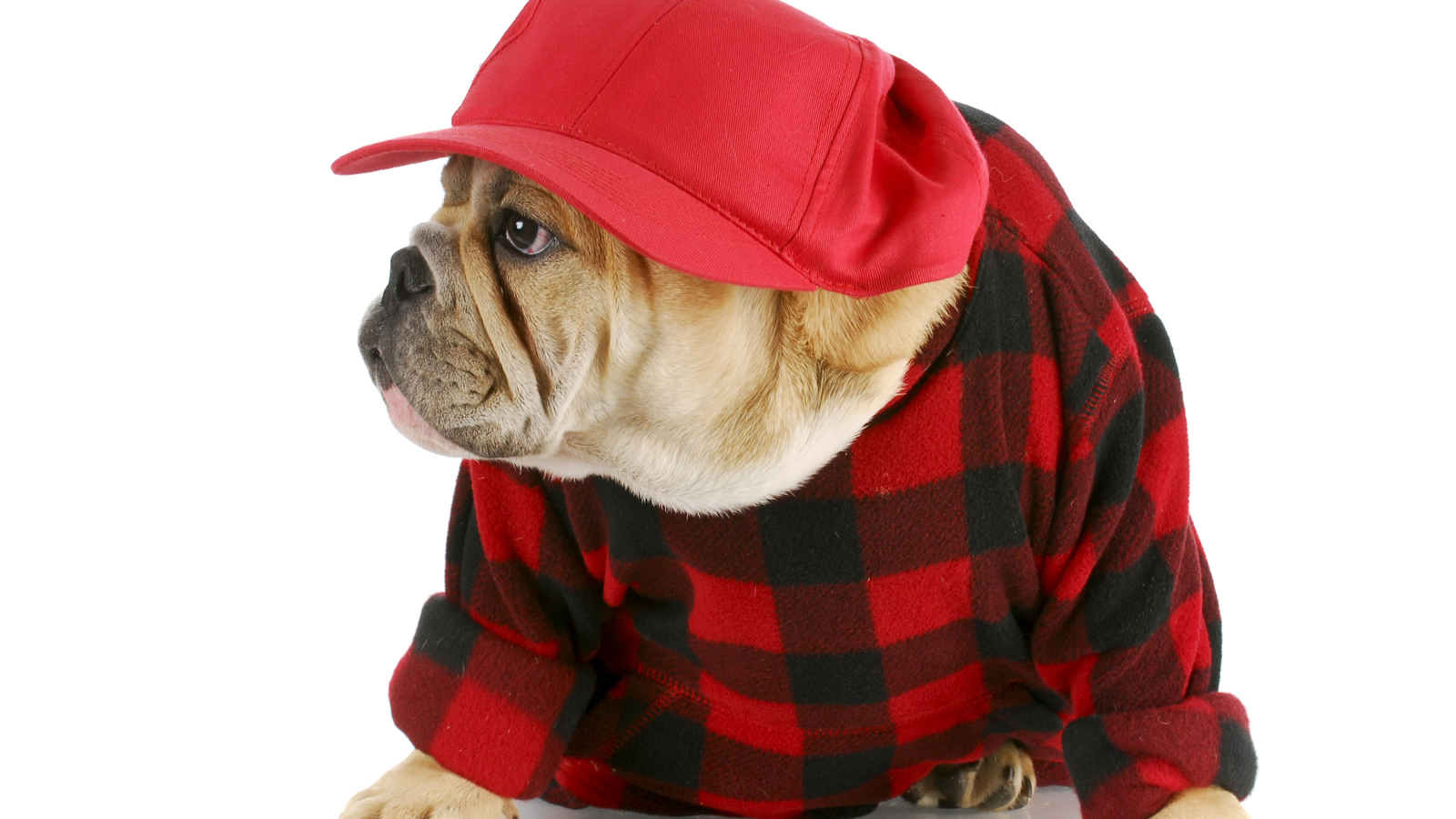 Бульдог в бейсболке на белом фоне