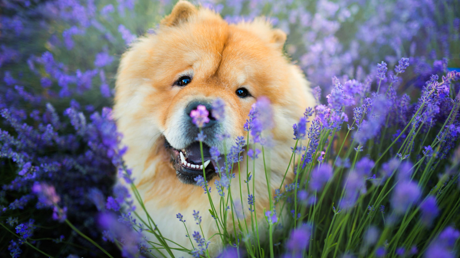 Веселый пес породы чау чау в фиолетовых цветах