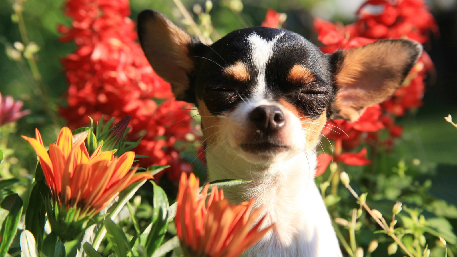 Собака породы чихуахуа с закрытыми глазами в цветах 