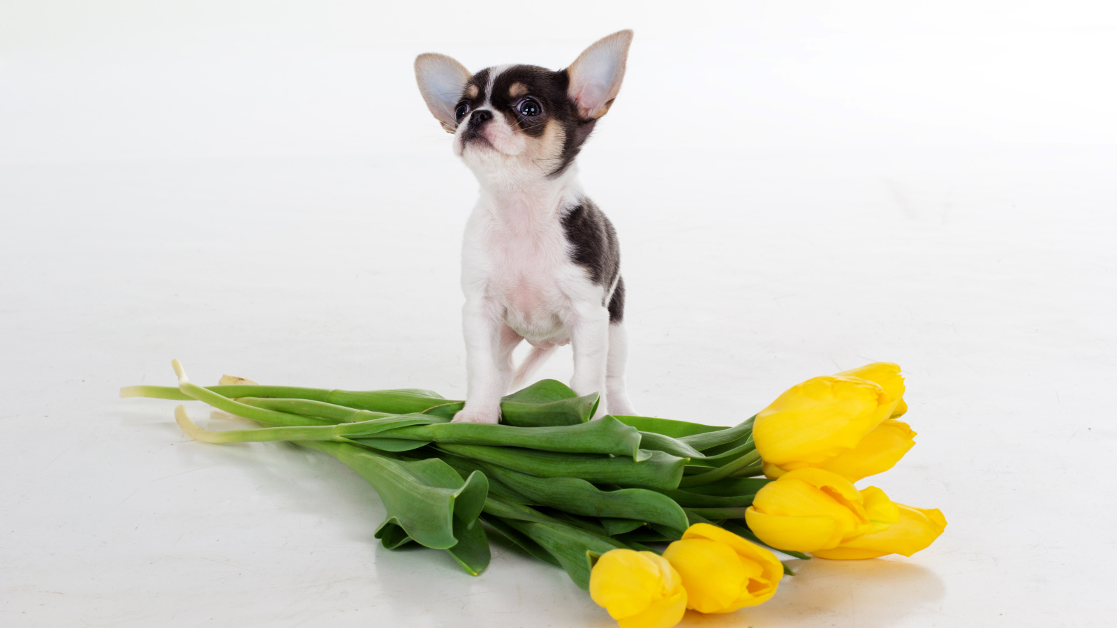Щенок чихуахуа с букетом желтых тюльпанов на сером фоне