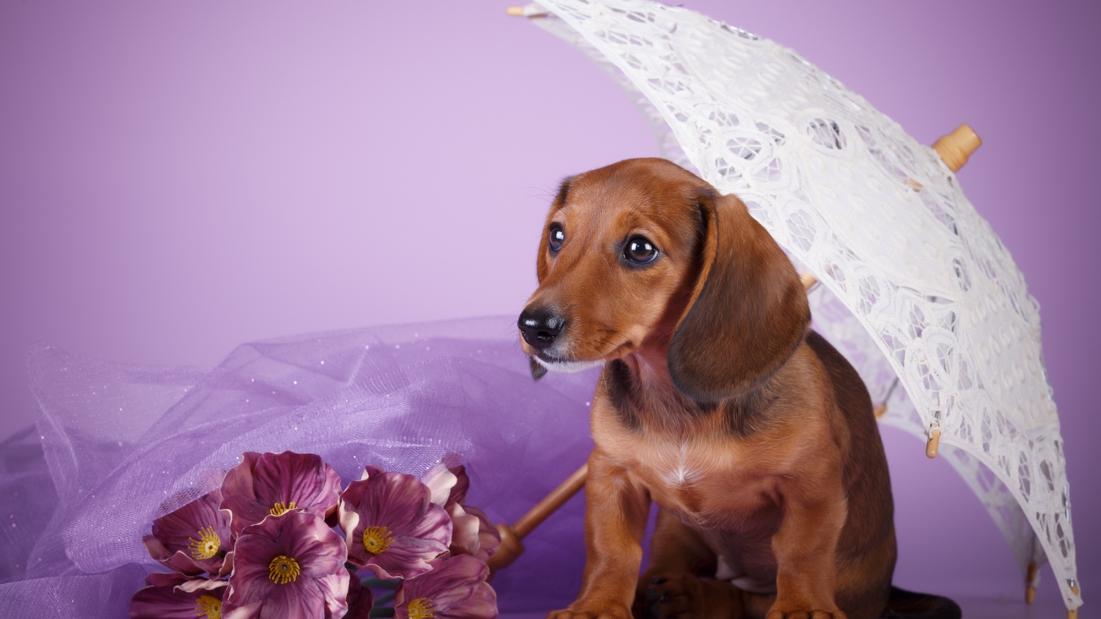 Такса под белым зонтом на фиолетовом фоне