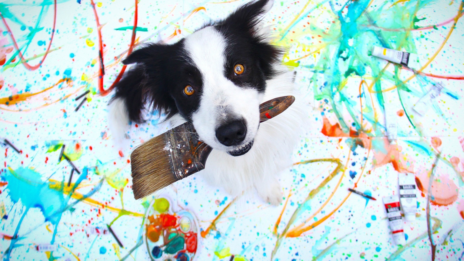 Собака породы бордер колли с кисточкой в пасти