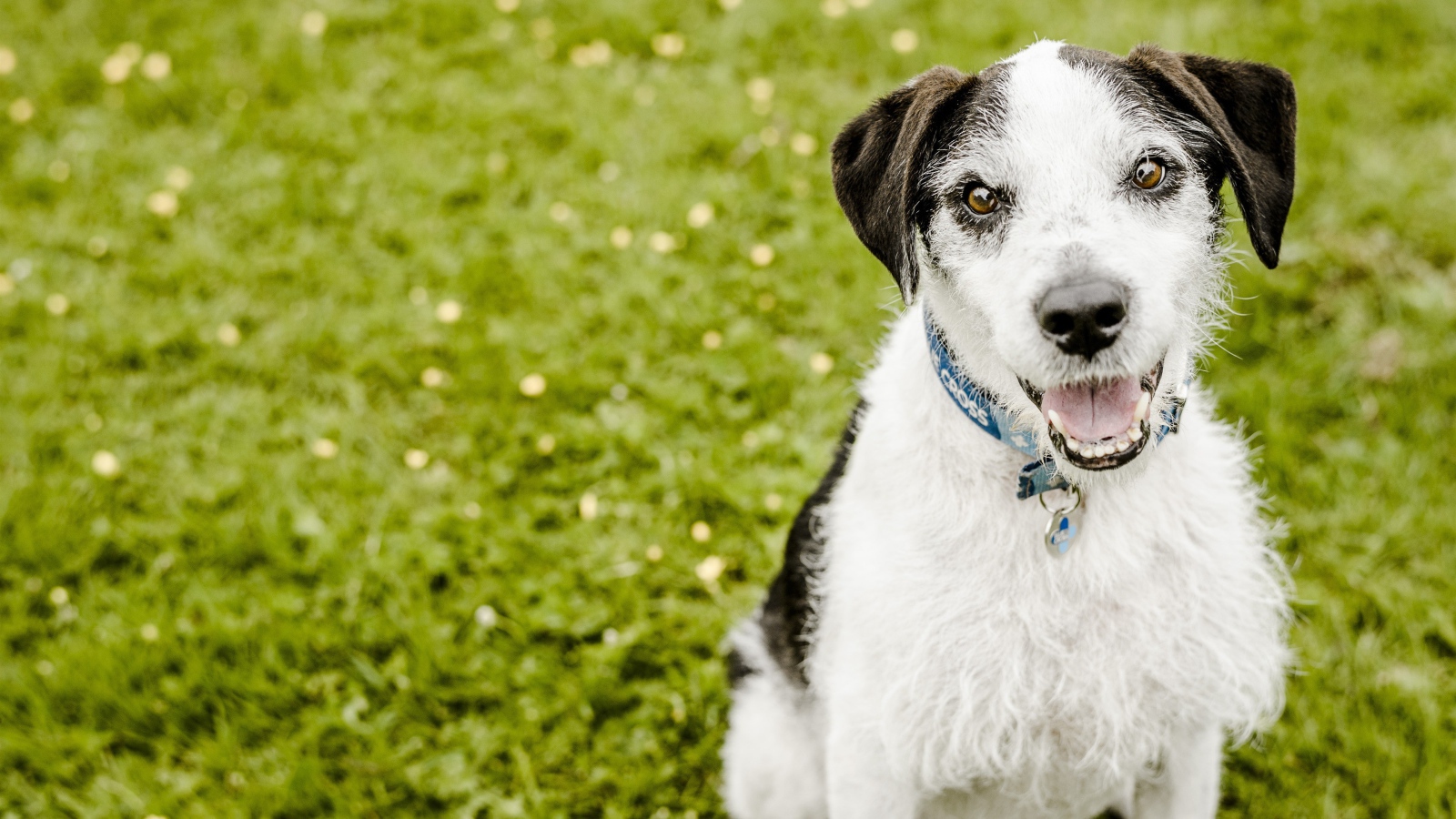 Пес с высунутым языком сидит на зеленой траве