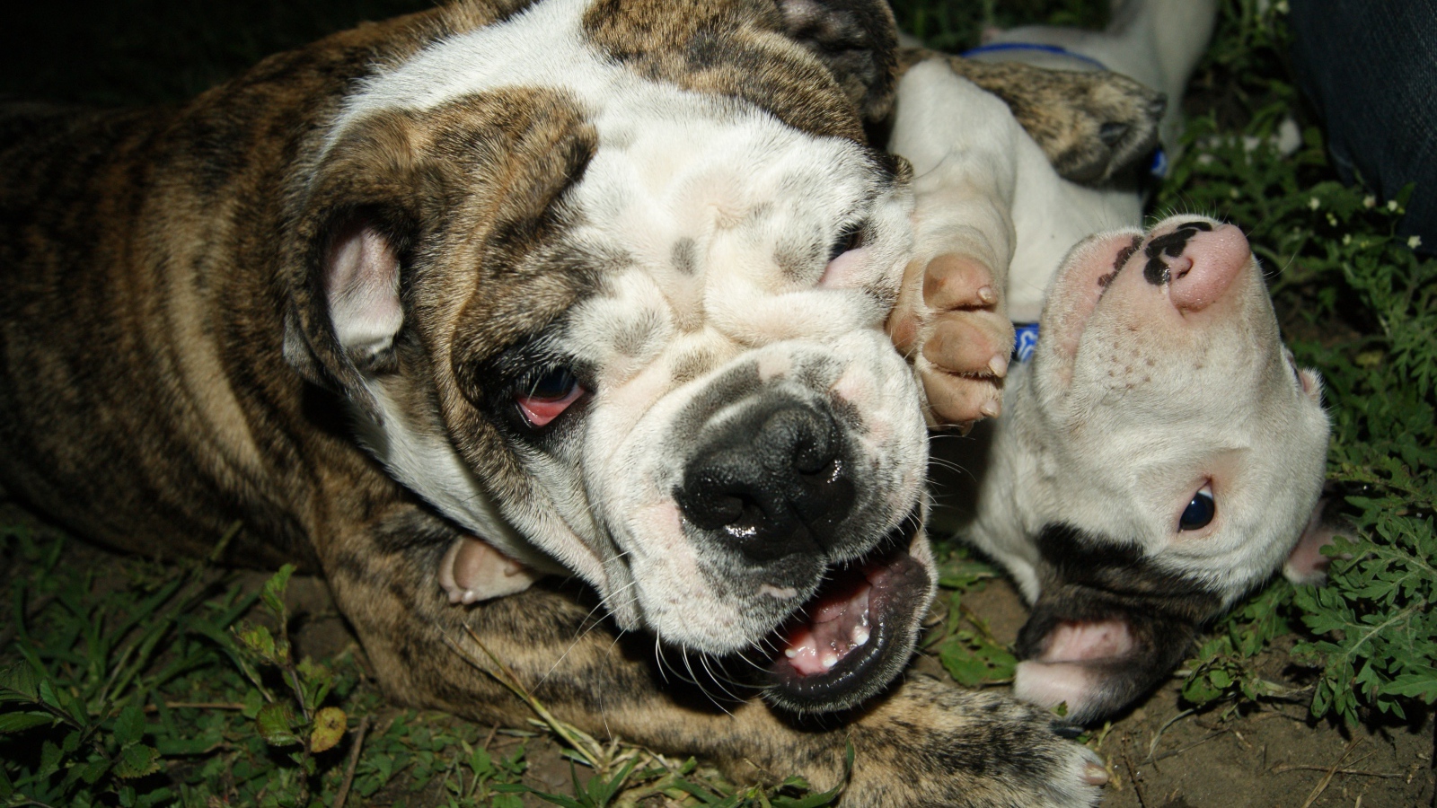 Английский бульдог со щенком играют на траве