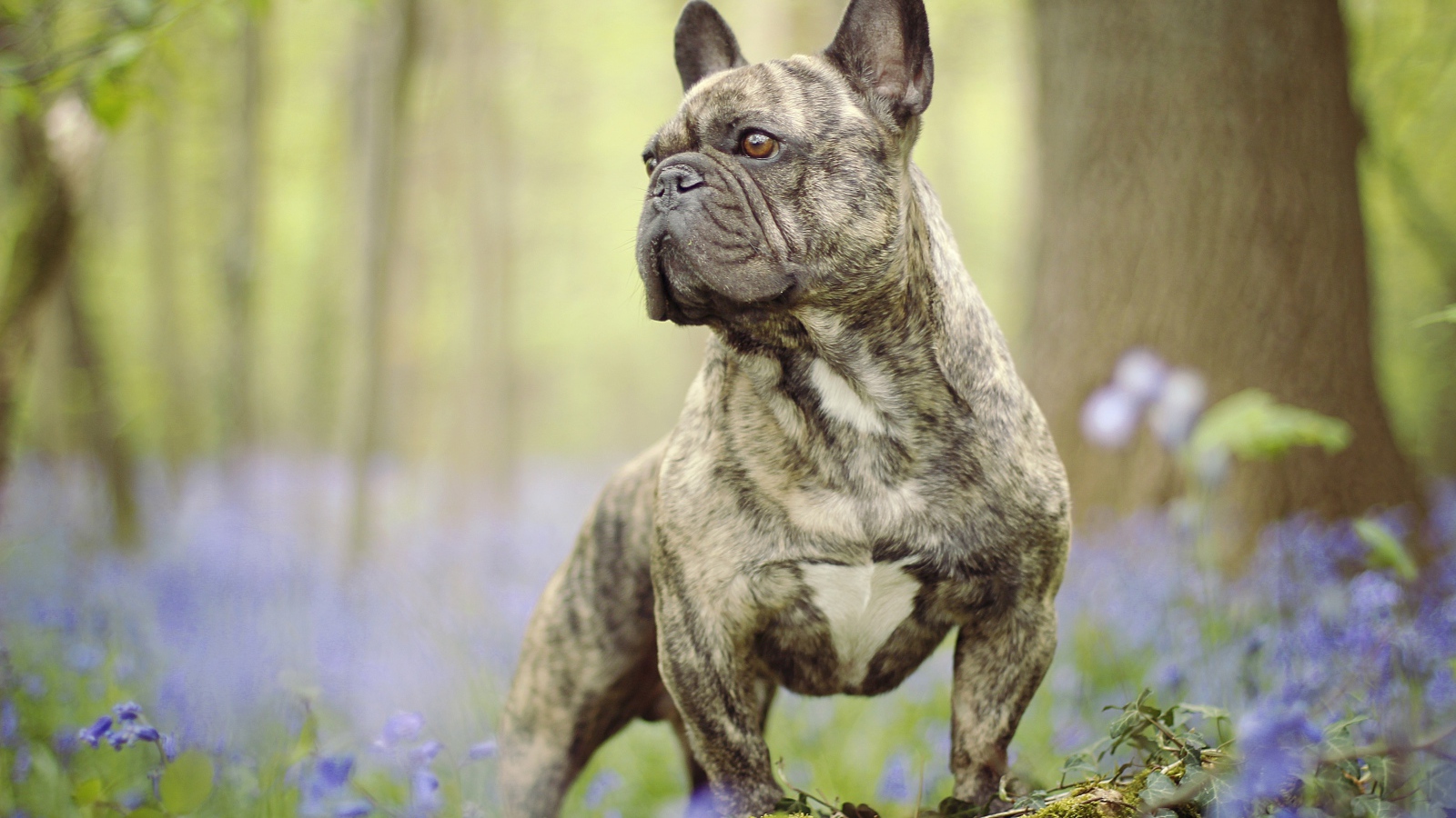 Французский бульдог гуляет по лесу