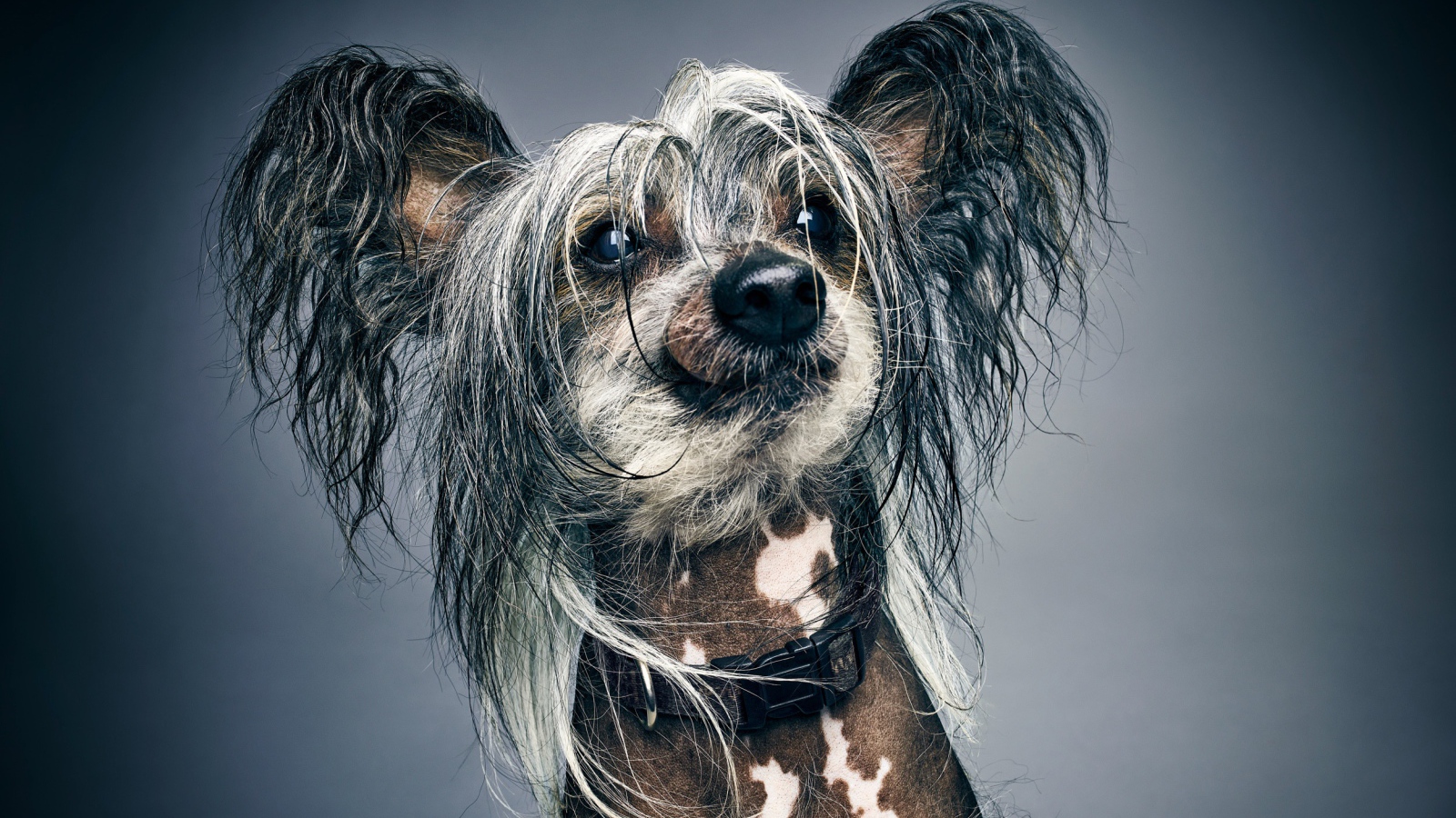 Забавная Китайская хохлатая на сером фоне