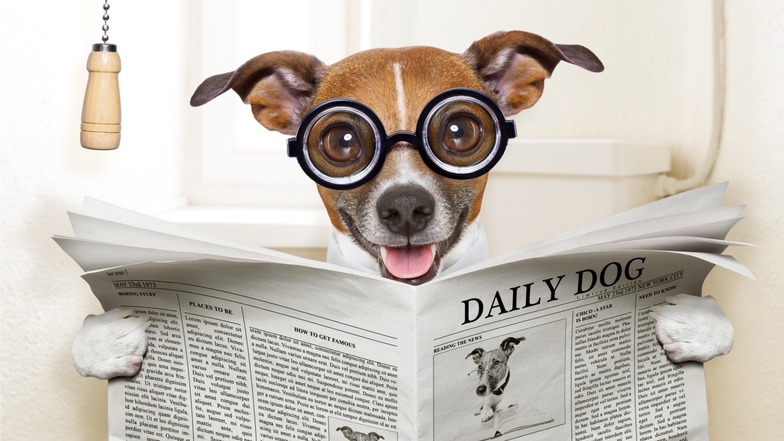 Смешная собака в очках читает газету