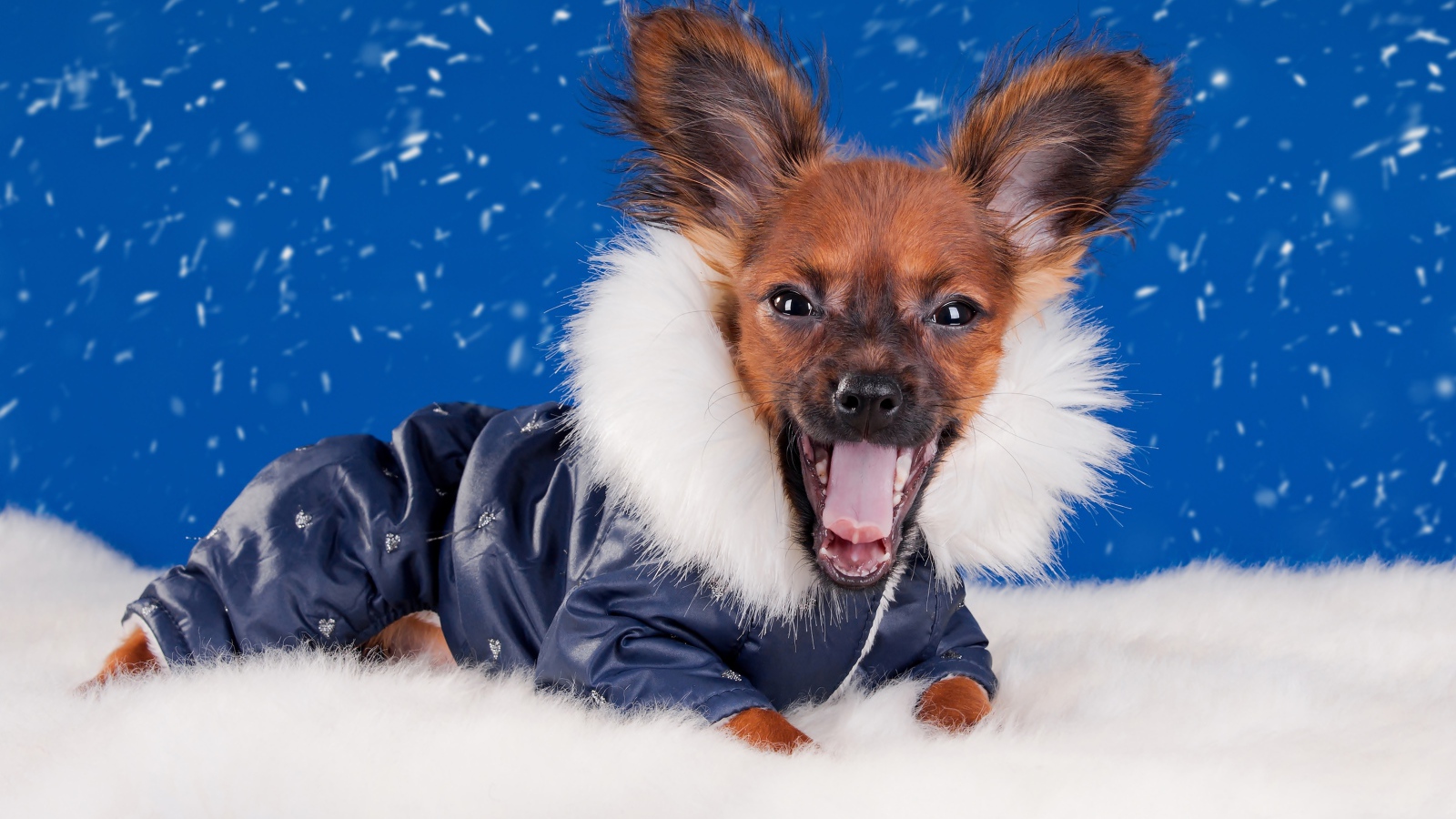 Смешной зевающий чихуахуа в костюме