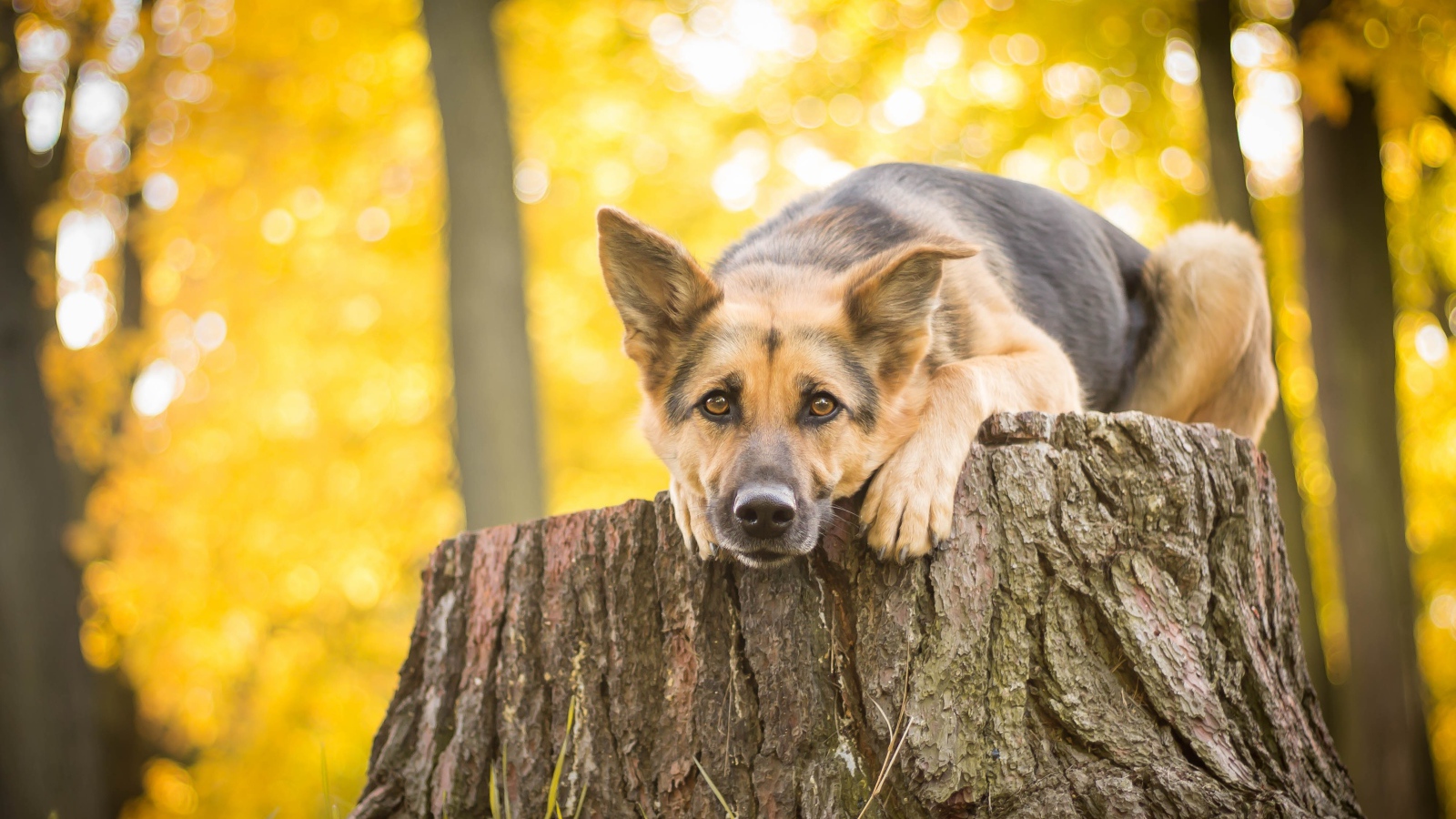 Немецкая овчарка лежит на пне