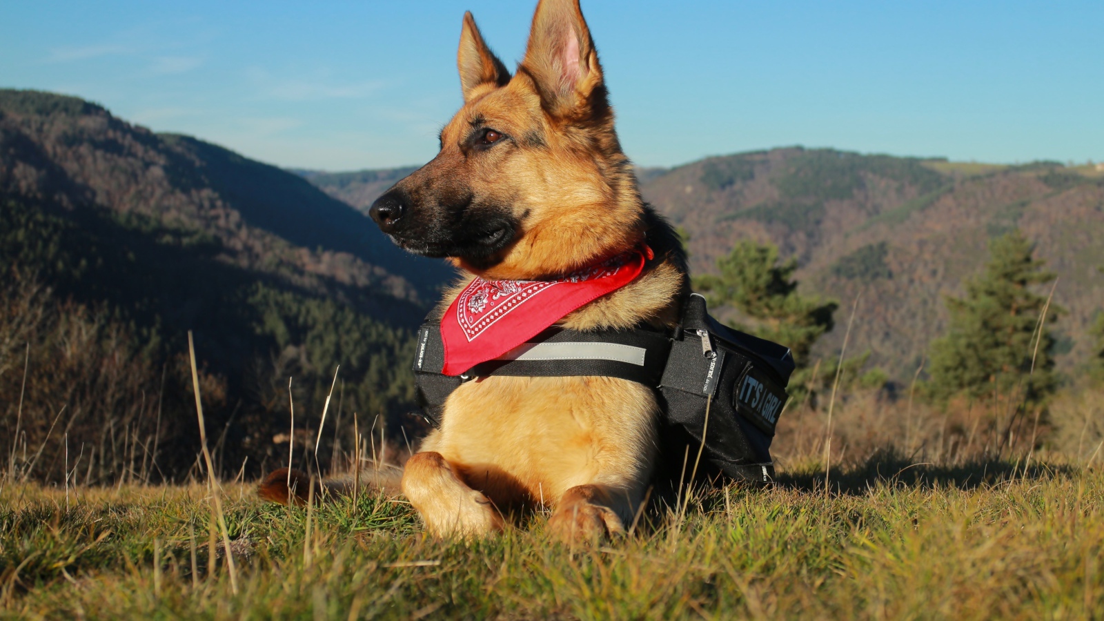 Немецкая овчарка с рюкзаком лежит на траве на фоне гор