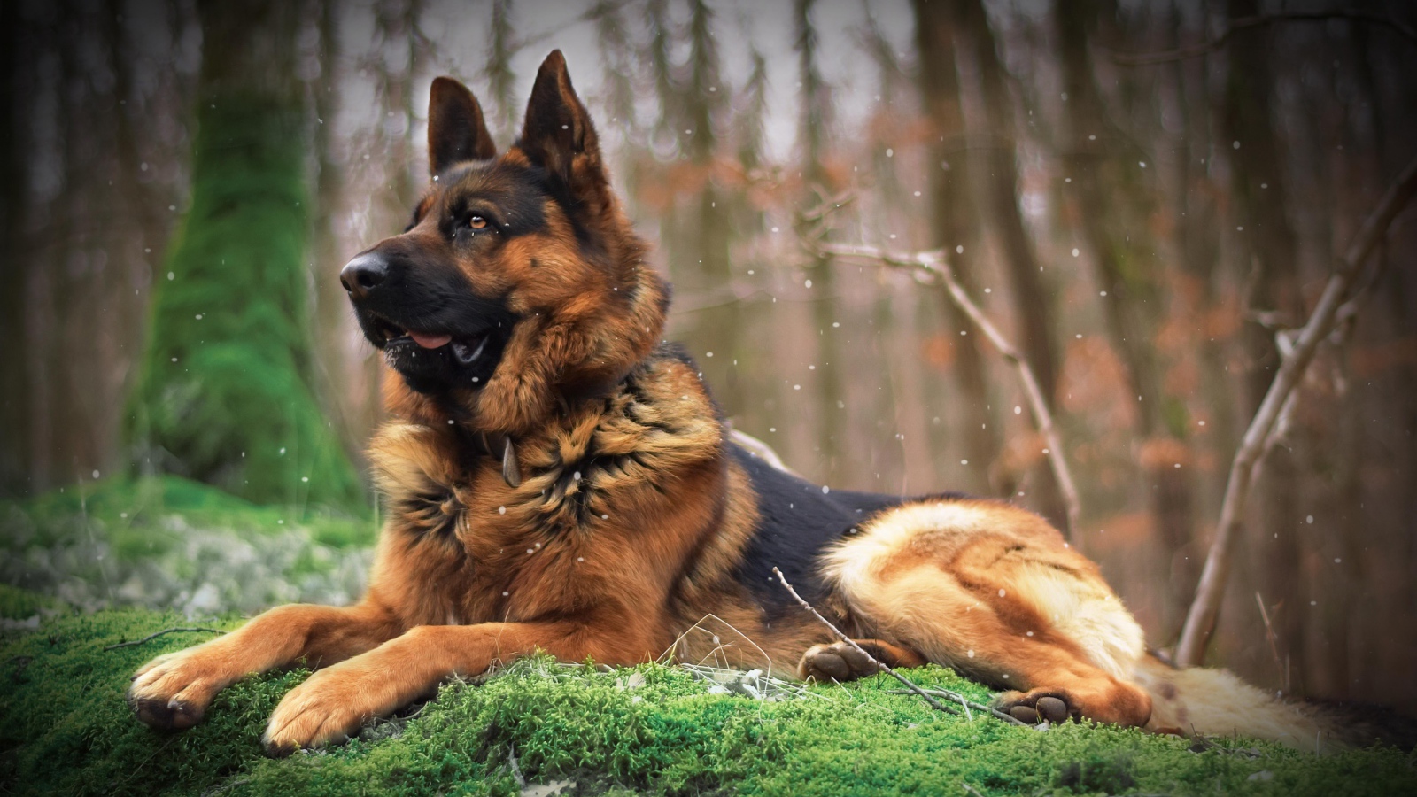 Немецкая овчарка лежит на покрытой мхом земле