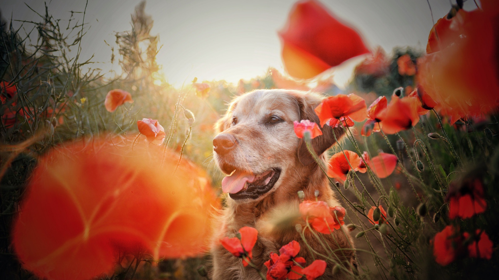Золотистый ретривер в цветах красного мака