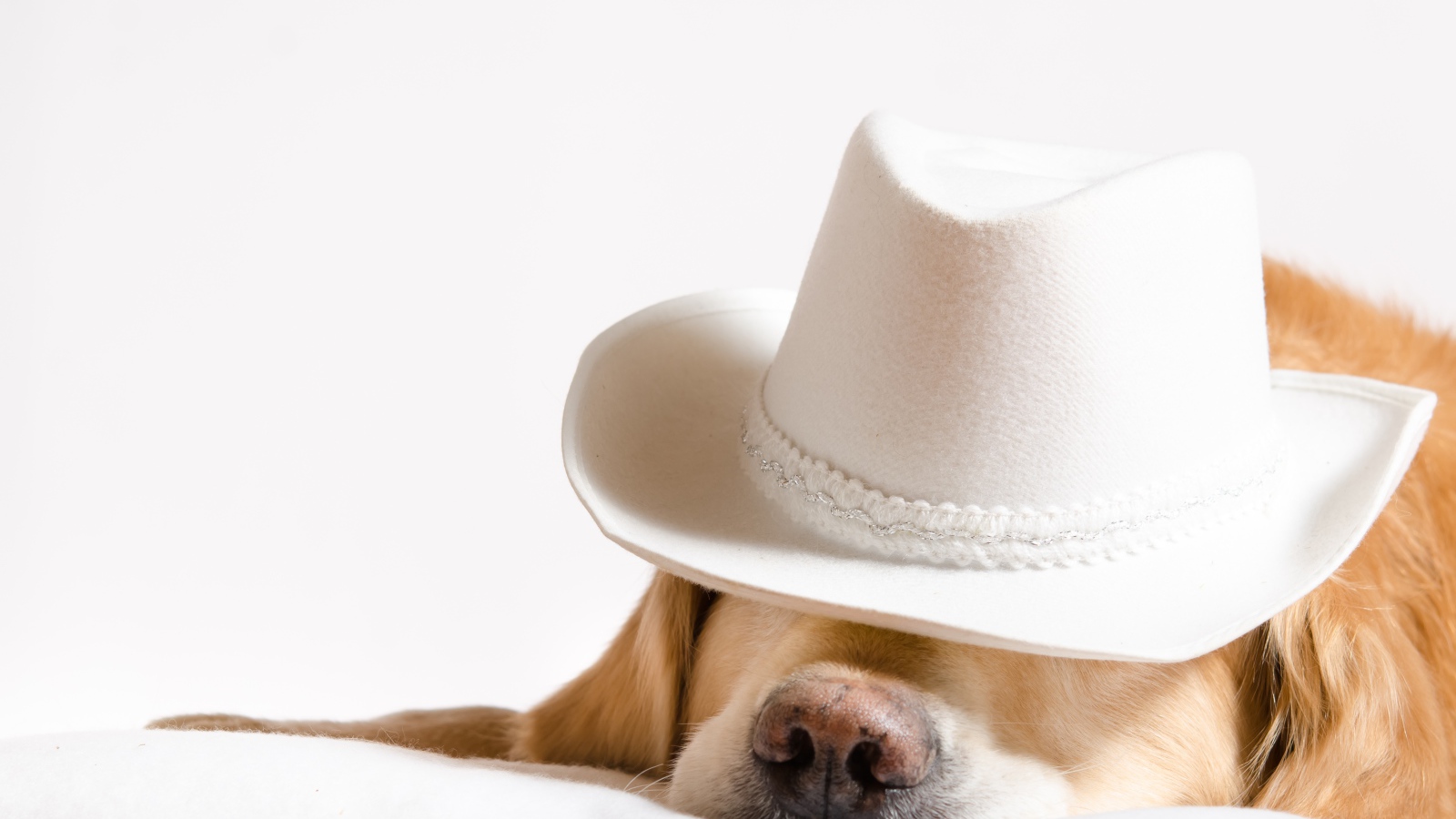 Золотистый ретривер спит в белой шляпе 