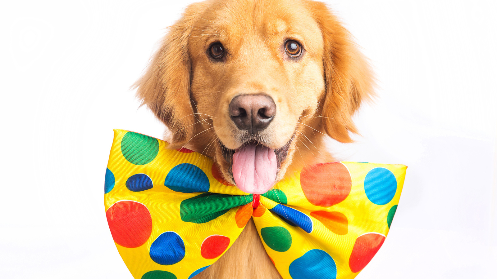 Golden Retriever with a big bow around his neck on a white background