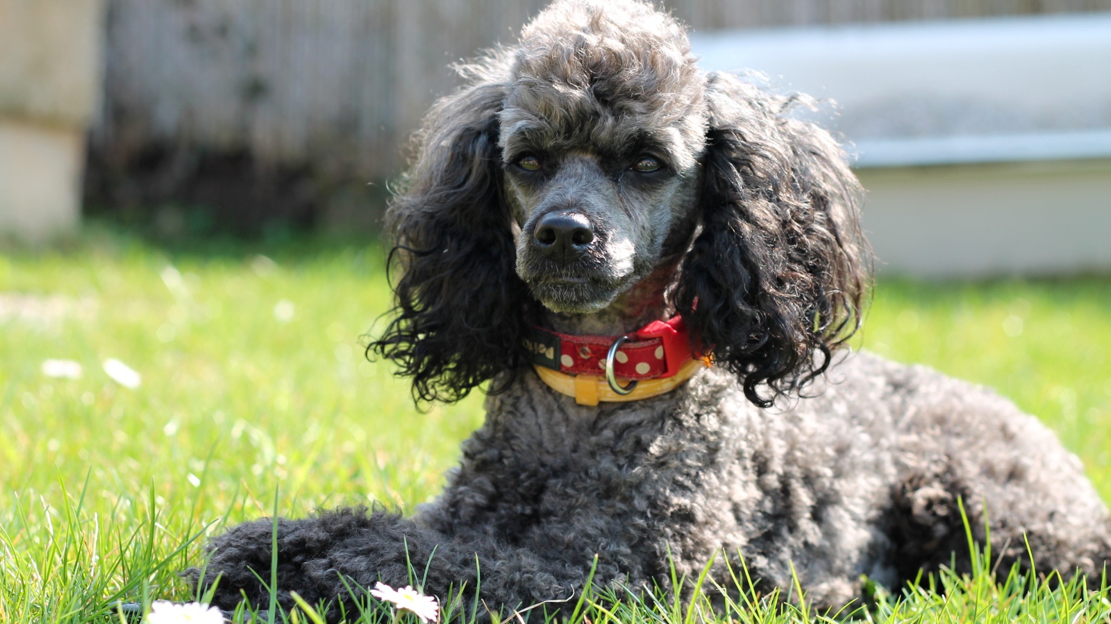 Серый пудель с ошейником лежит на зеленой траве