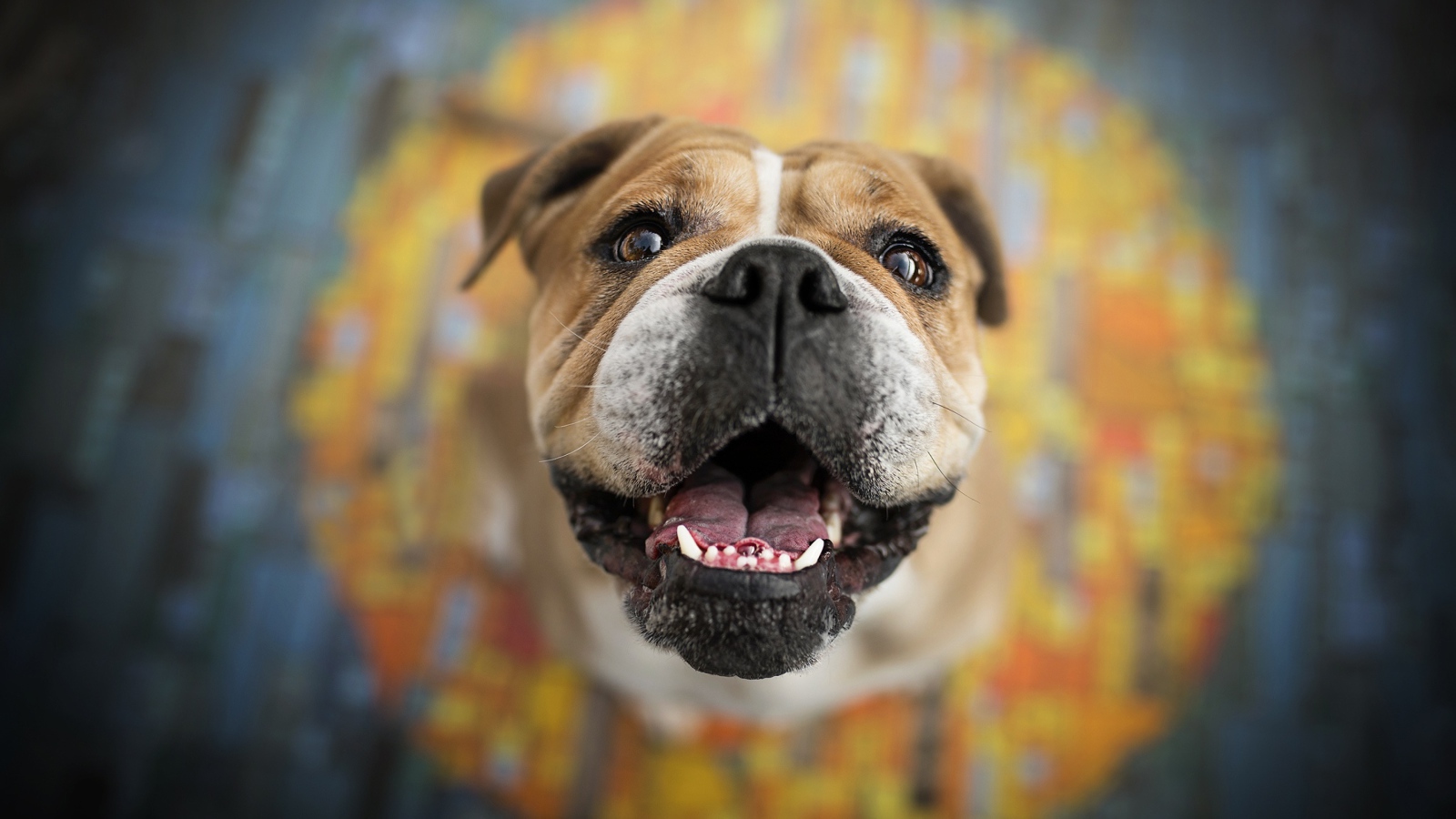 Довольная морда собаки породы боксер