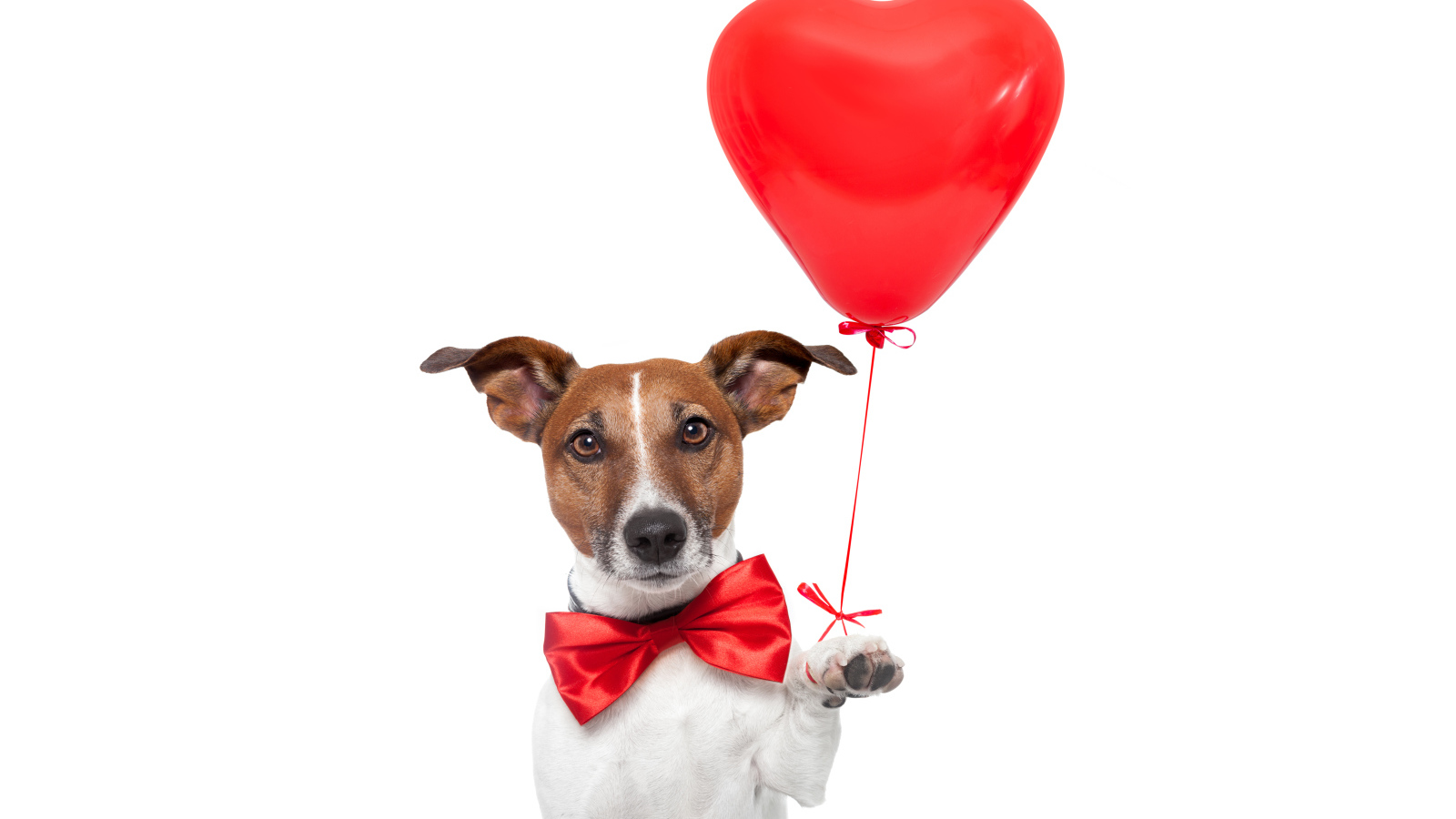 Джек-рассел-терьер с красным шариком в форме сердца на белом фоне