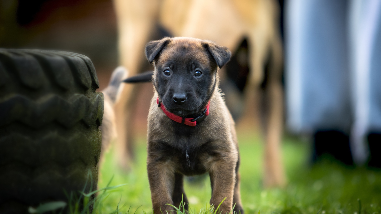 Маленький щенок бельгийской овчарки в красном ошейнике