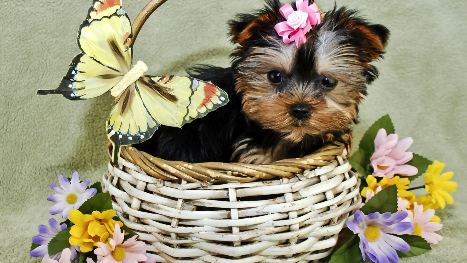 Маленький щенок йоркширского терьера в корзине