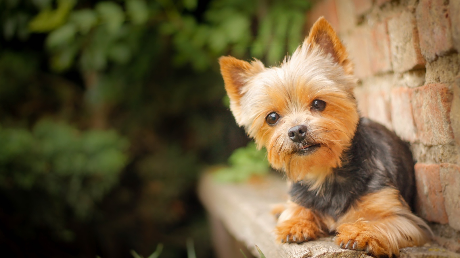 Маленький щенок йоркширского терьера на фоне кирпичной стены
