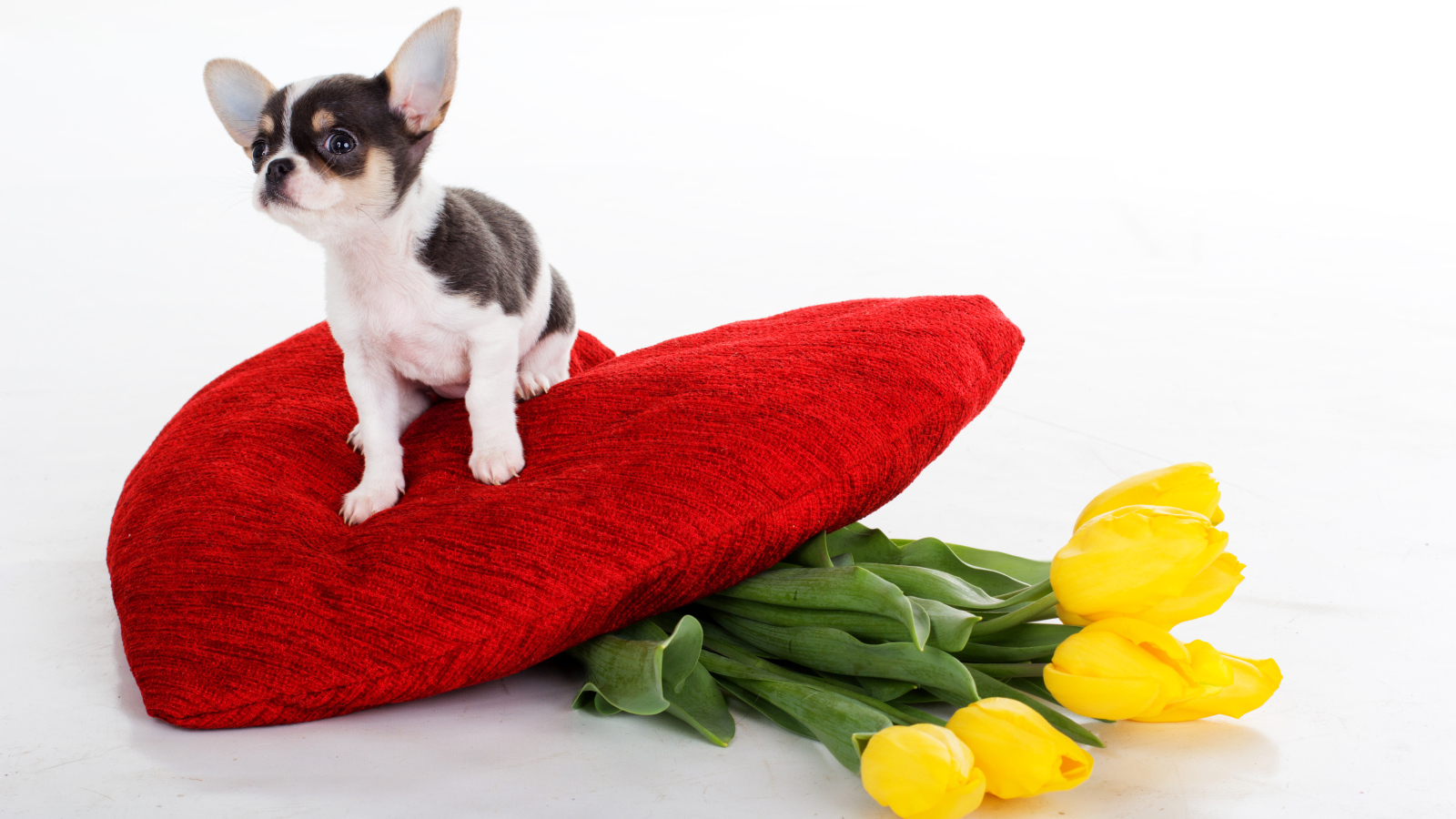 Маленький чихуахуа сидит на большом красном сердце с букетом тюльпанов