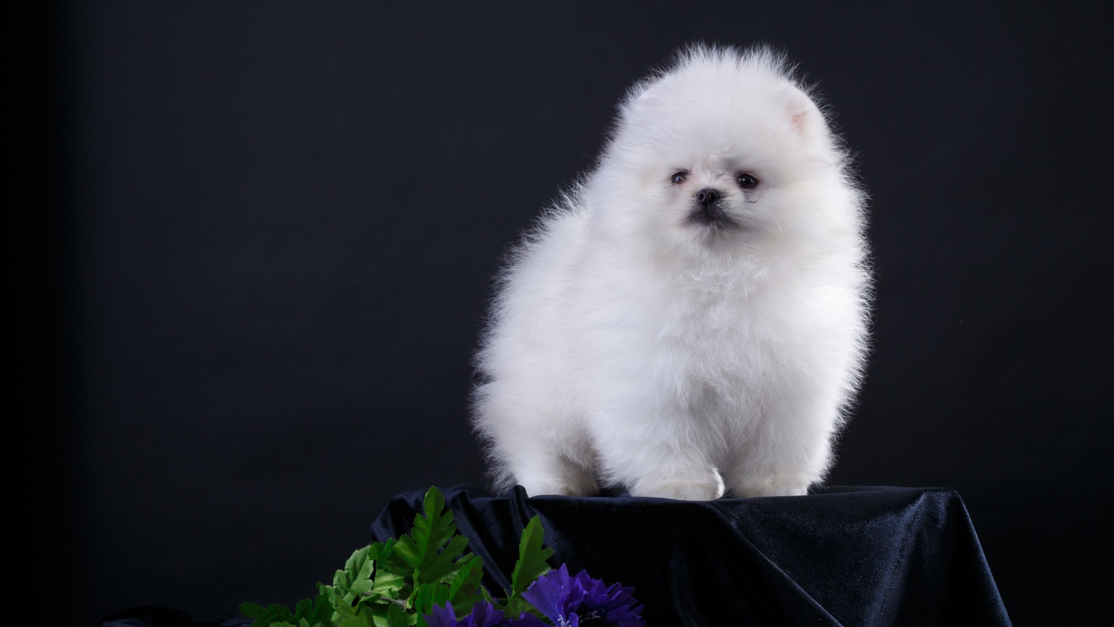 Маленький пушистый белый шпиц на черном фоне