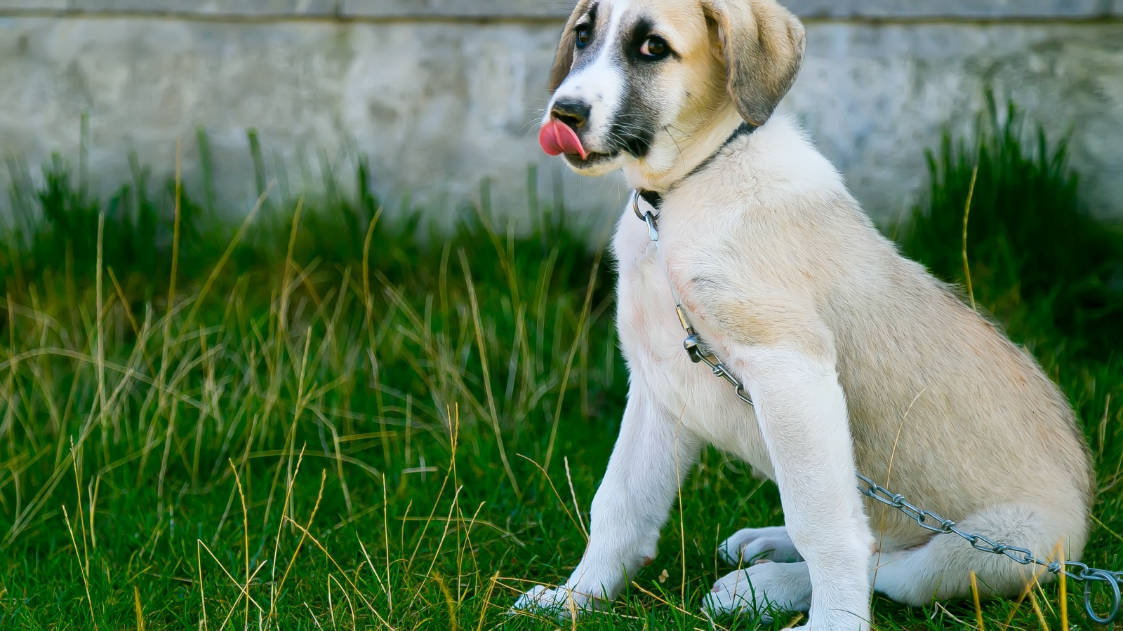 Маленький щенок с высунутым языком на цепи