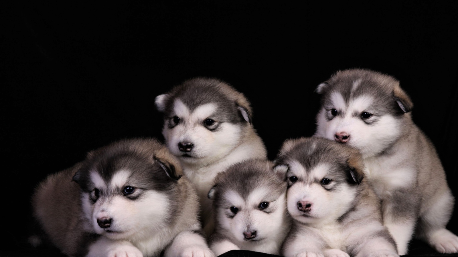 Милые маленькие щенки аляскинского маламута на черном фоне