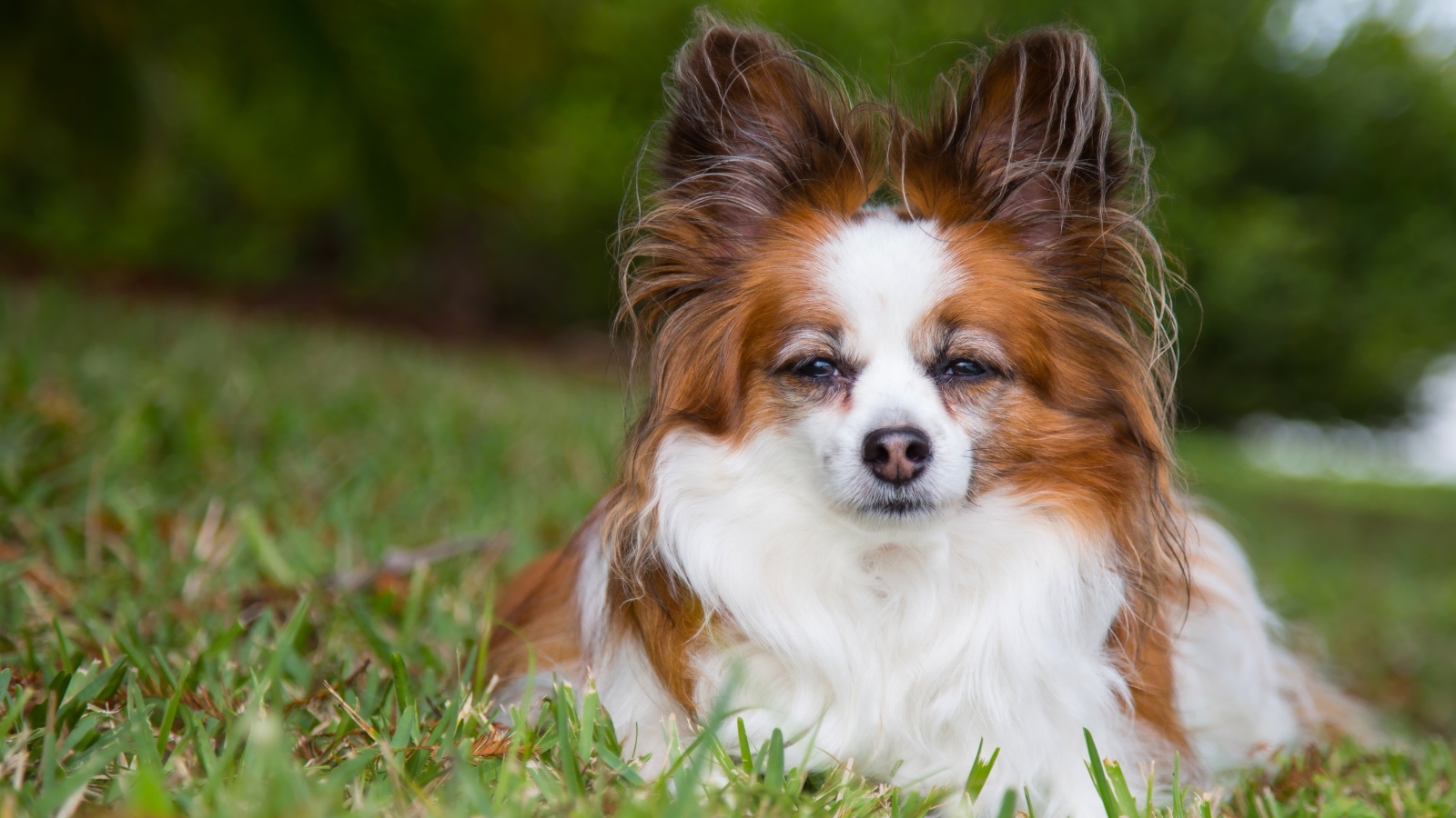 Собака породы Папильон лежит на зеленой траве