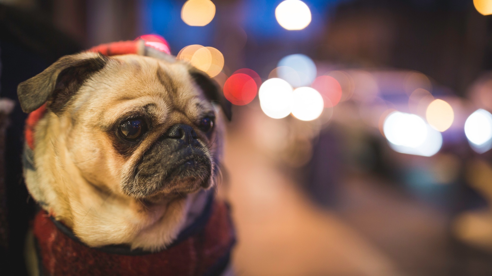 Мопс с грустной мордой с воротником на шее