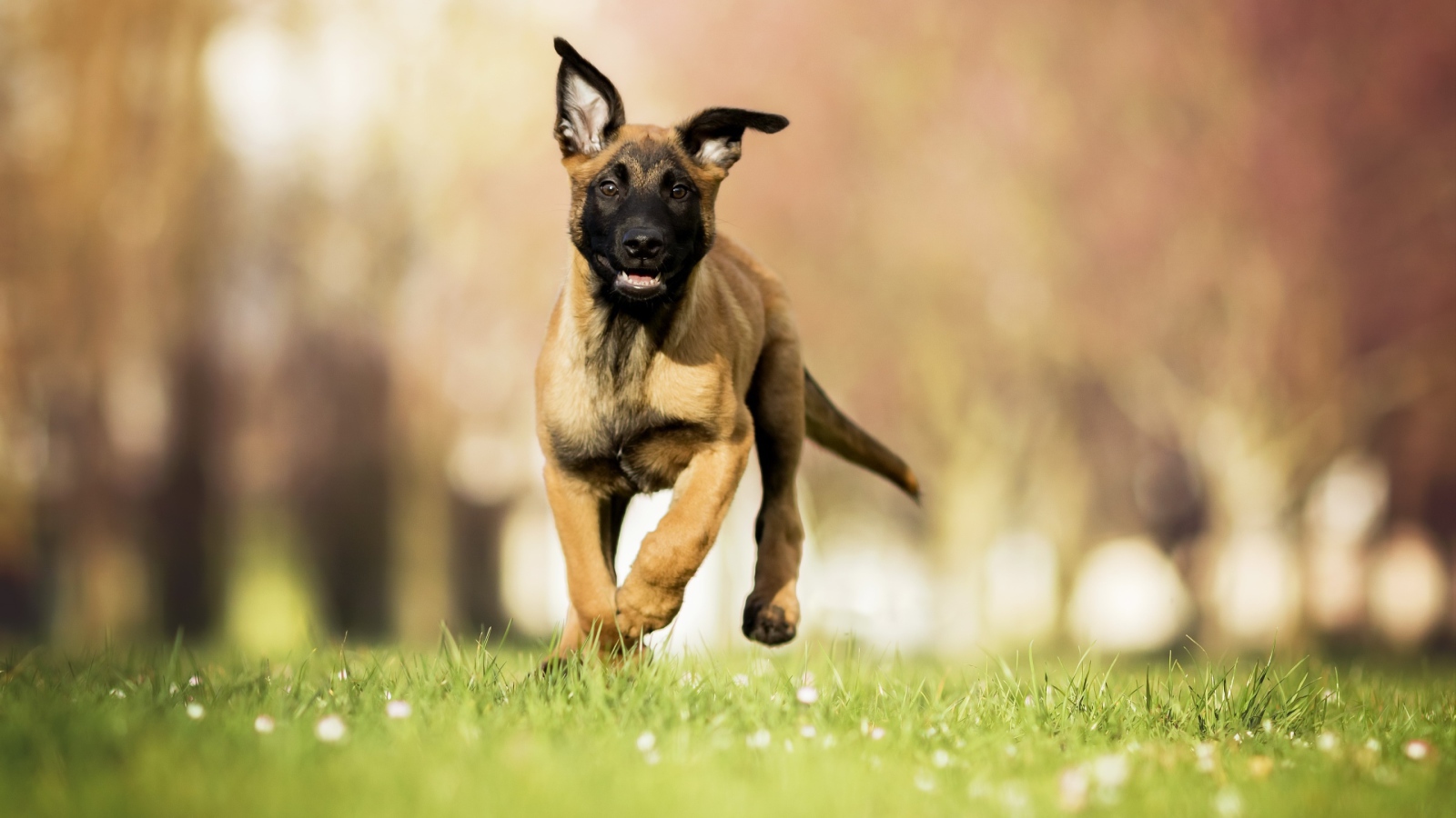 Щенок бельгийской овчарки малинуа бежит по зеленой траве