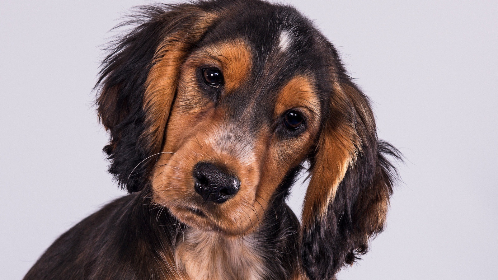 Щенок Кокер-Спаниеля на сером фоне