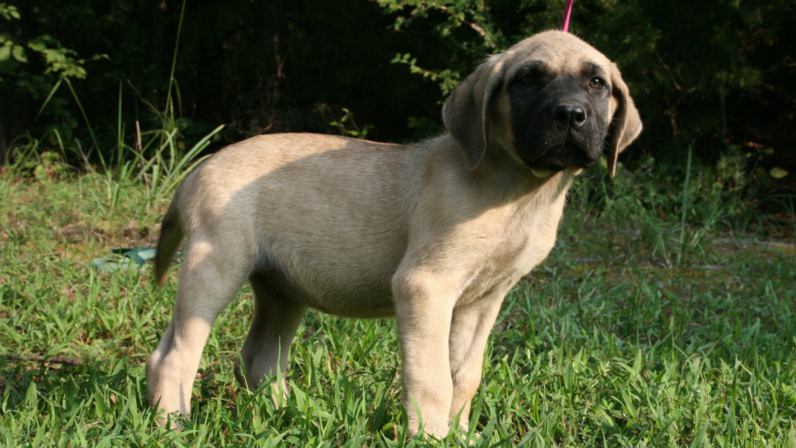 Щенок английского мастифа стоит на зеленой траве